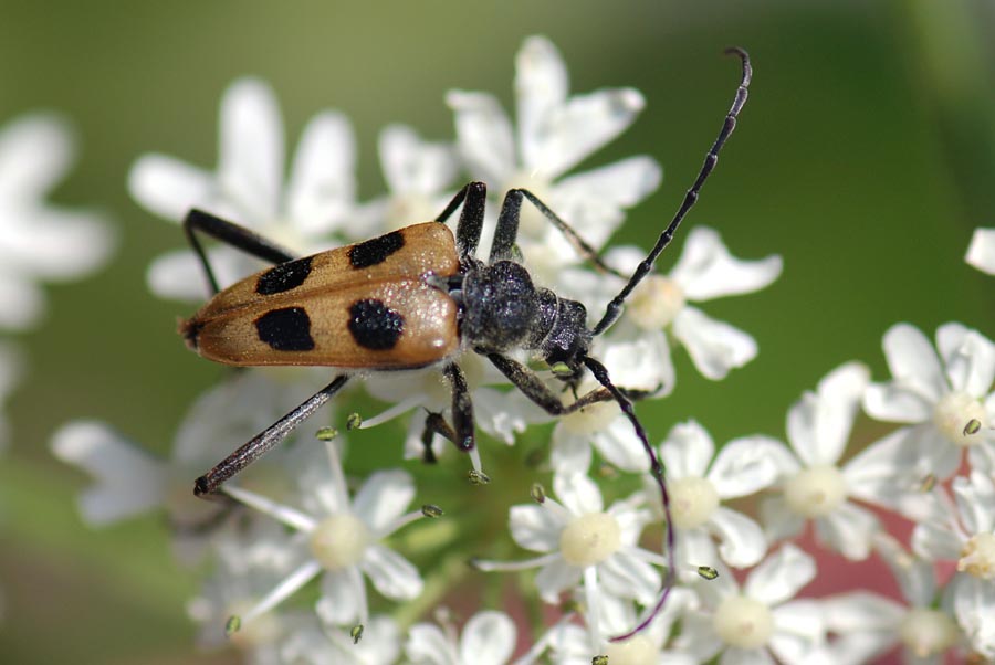 Pachyta quadrimaculata